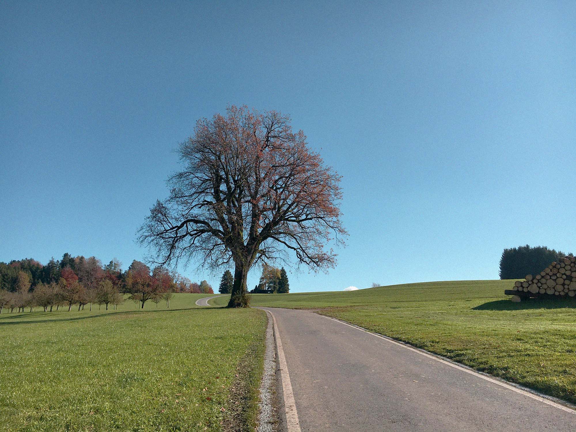 Baum an einer Strasse unter blauem Himmel